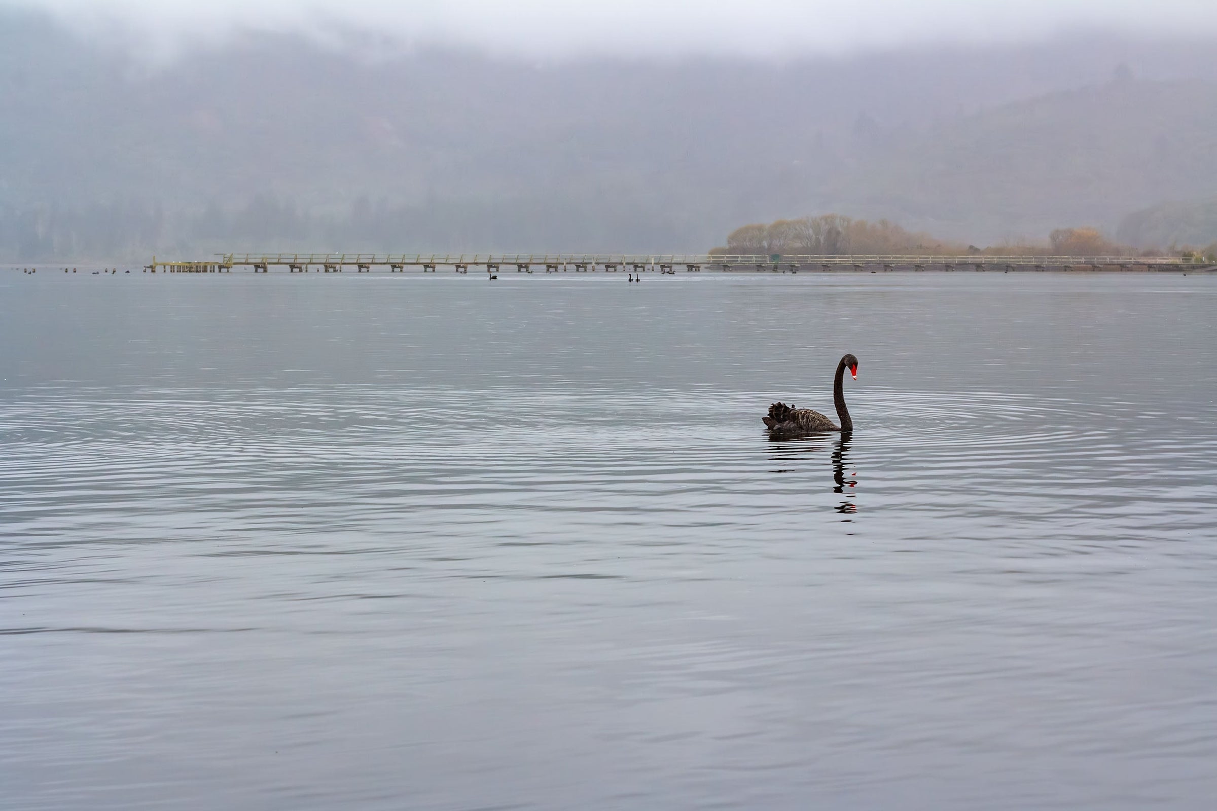 Turangi Swan