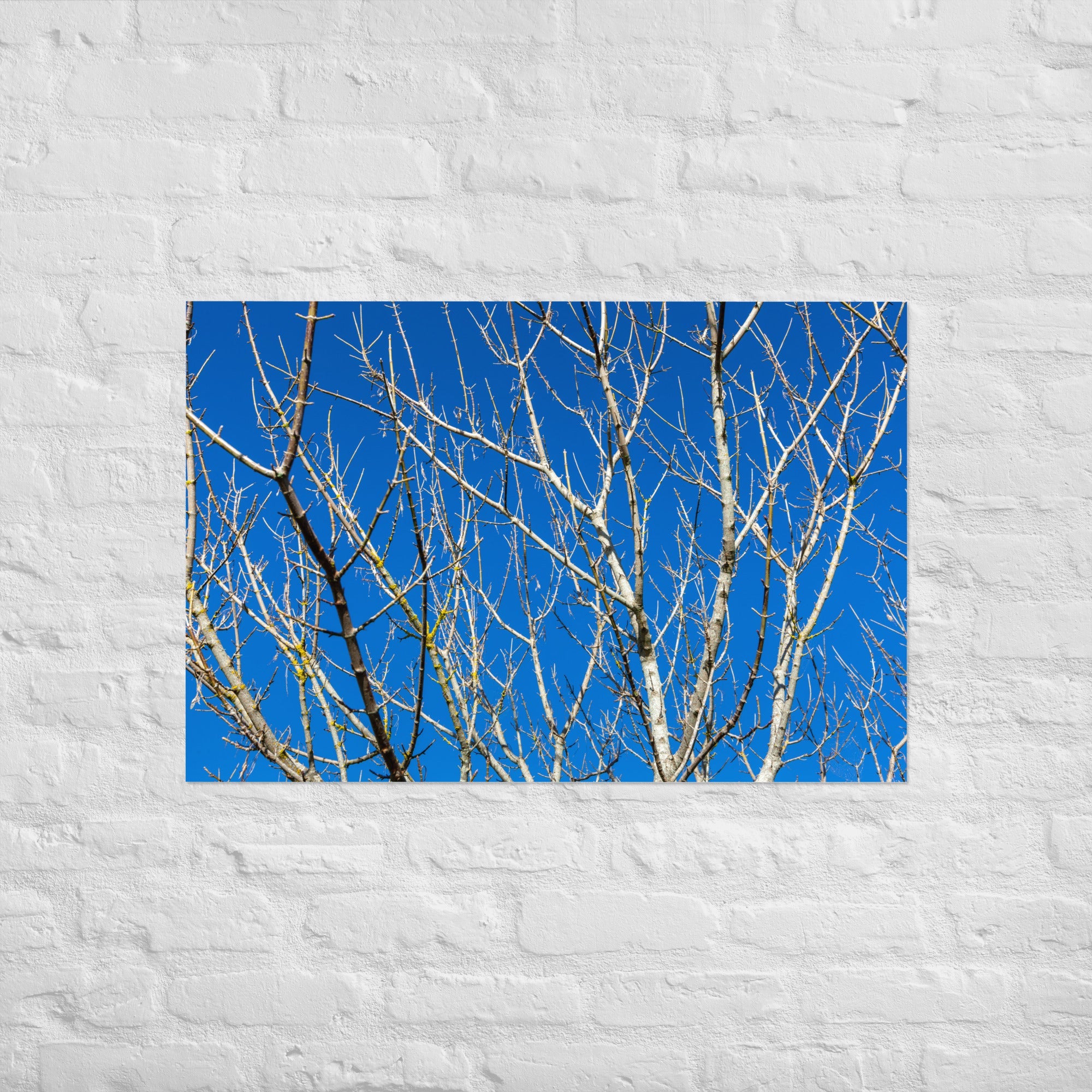 Kaipara Autumn Branches Art Paper Poster