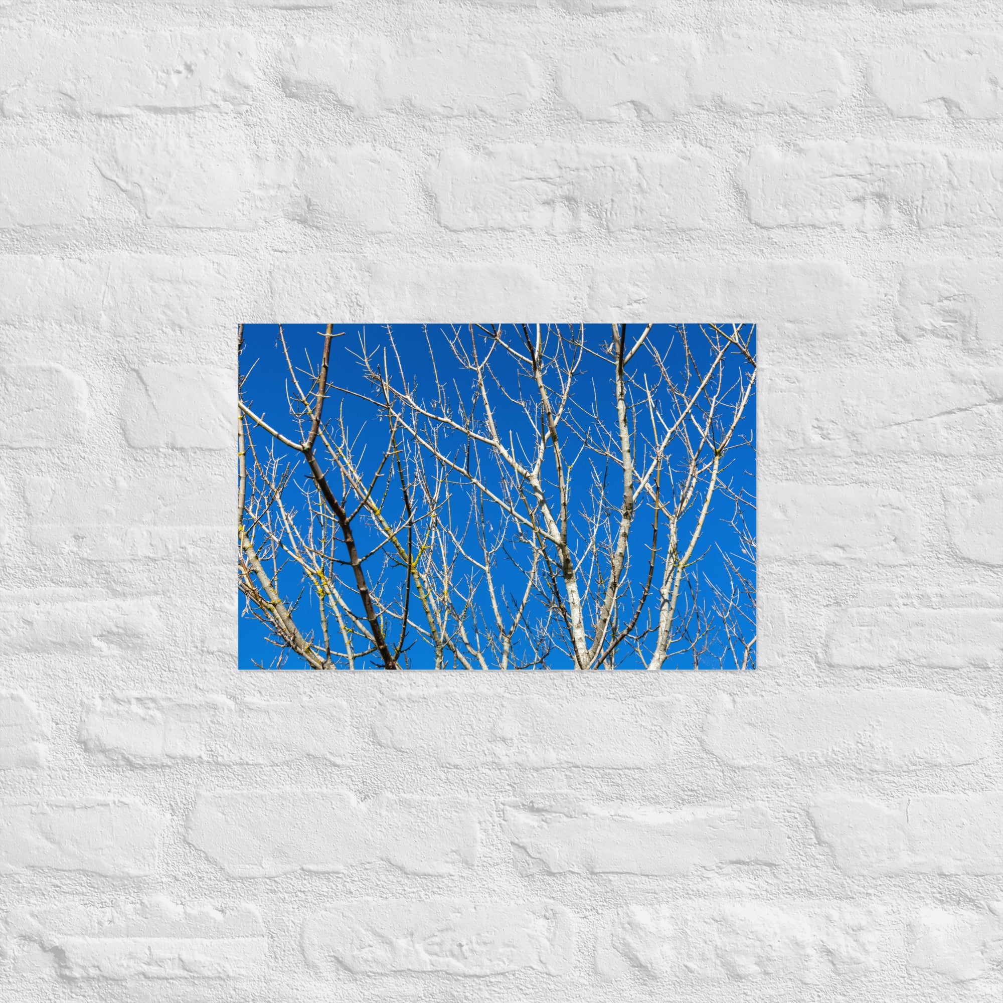 Kaipara Autumn Branches Art Paper Poster