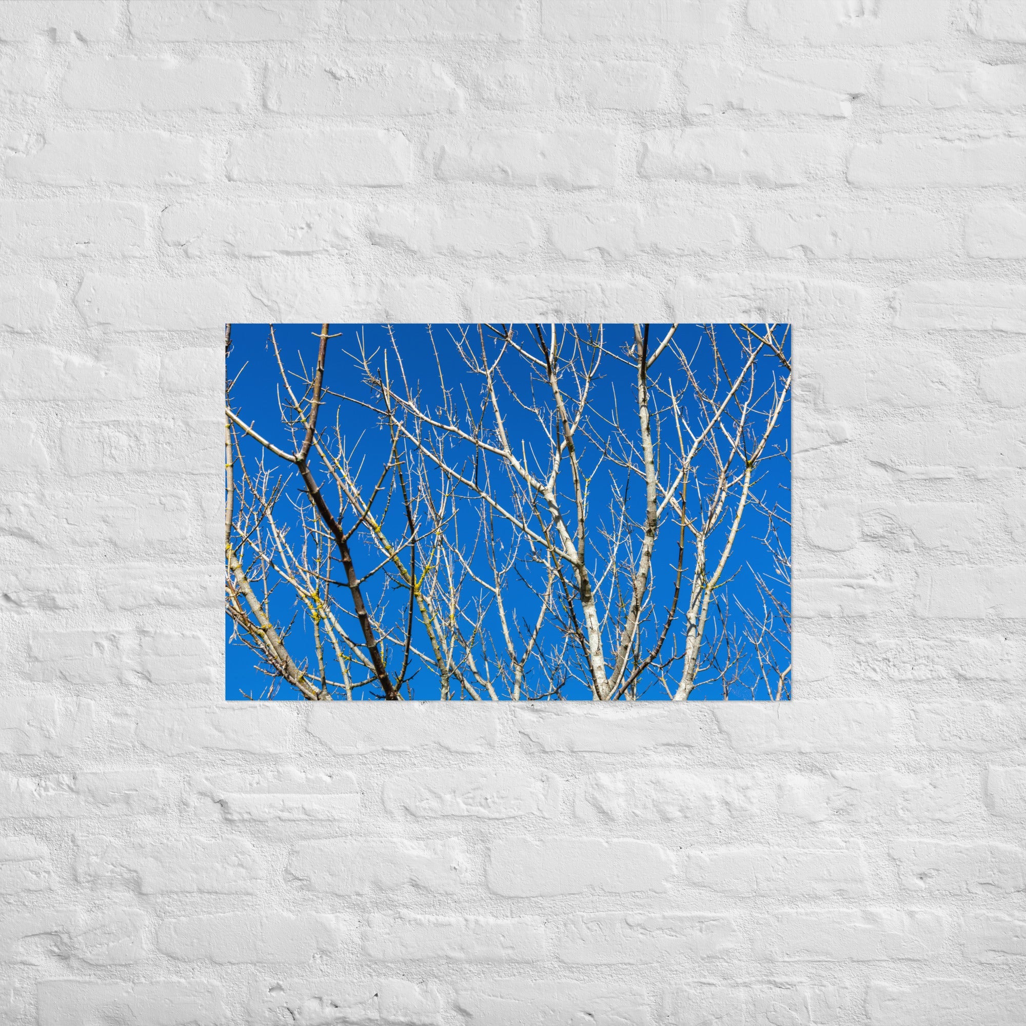 Kaipara Autumn Branches Art Paper Poster