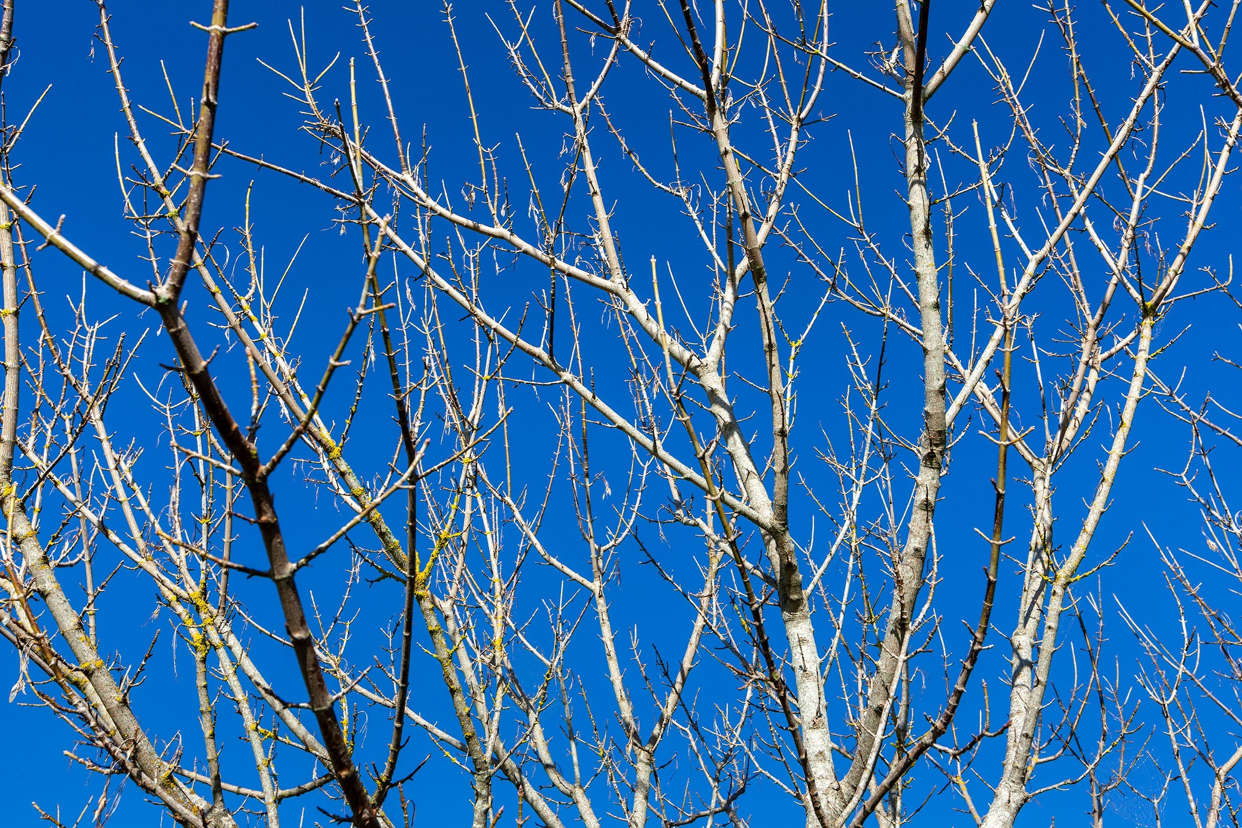 Kaipara Autumn Branches Art Paper Poster