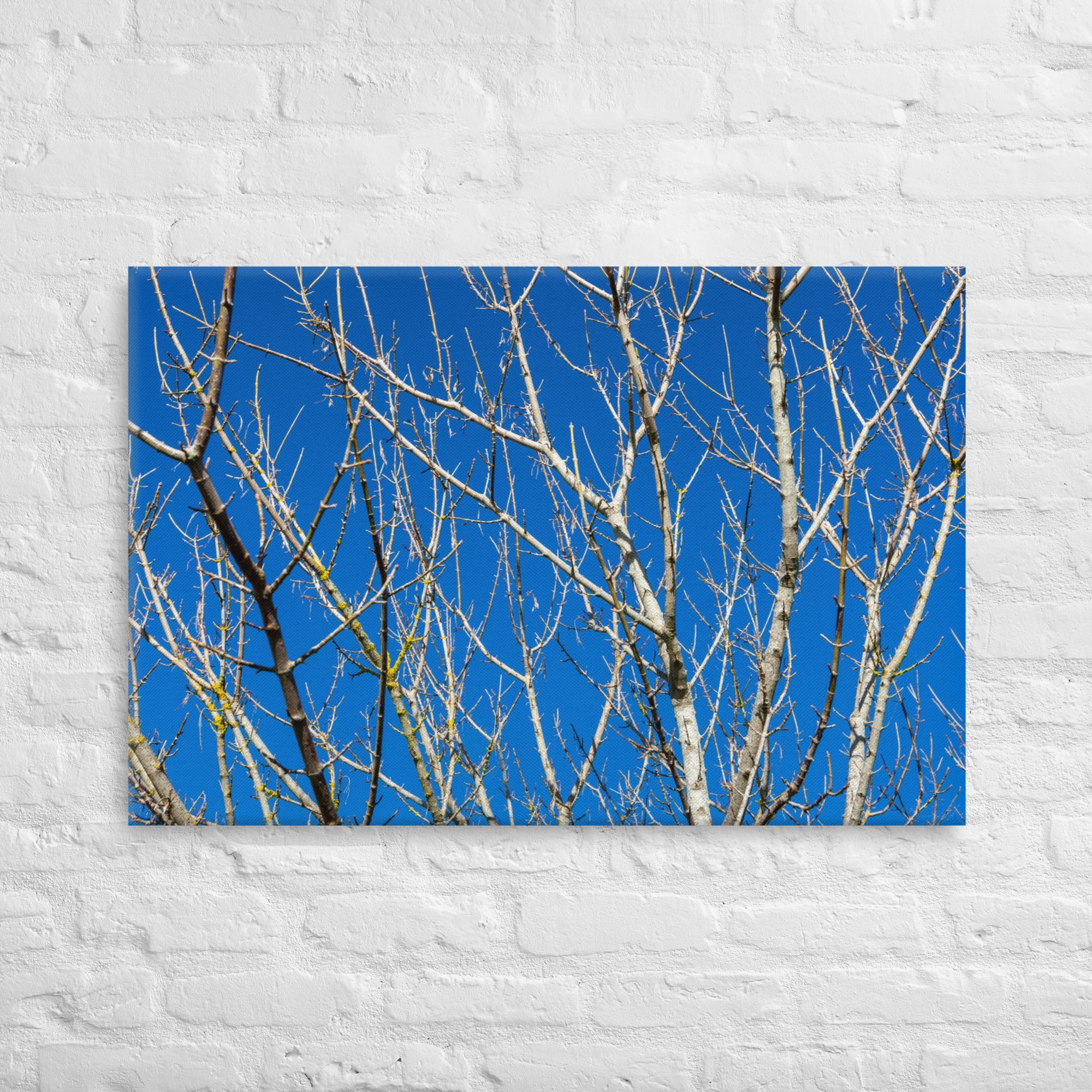Kaipara Autumn Branches Thick Canvas Print