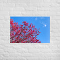 Kaipara Spring Blossoms Art Paper Poster