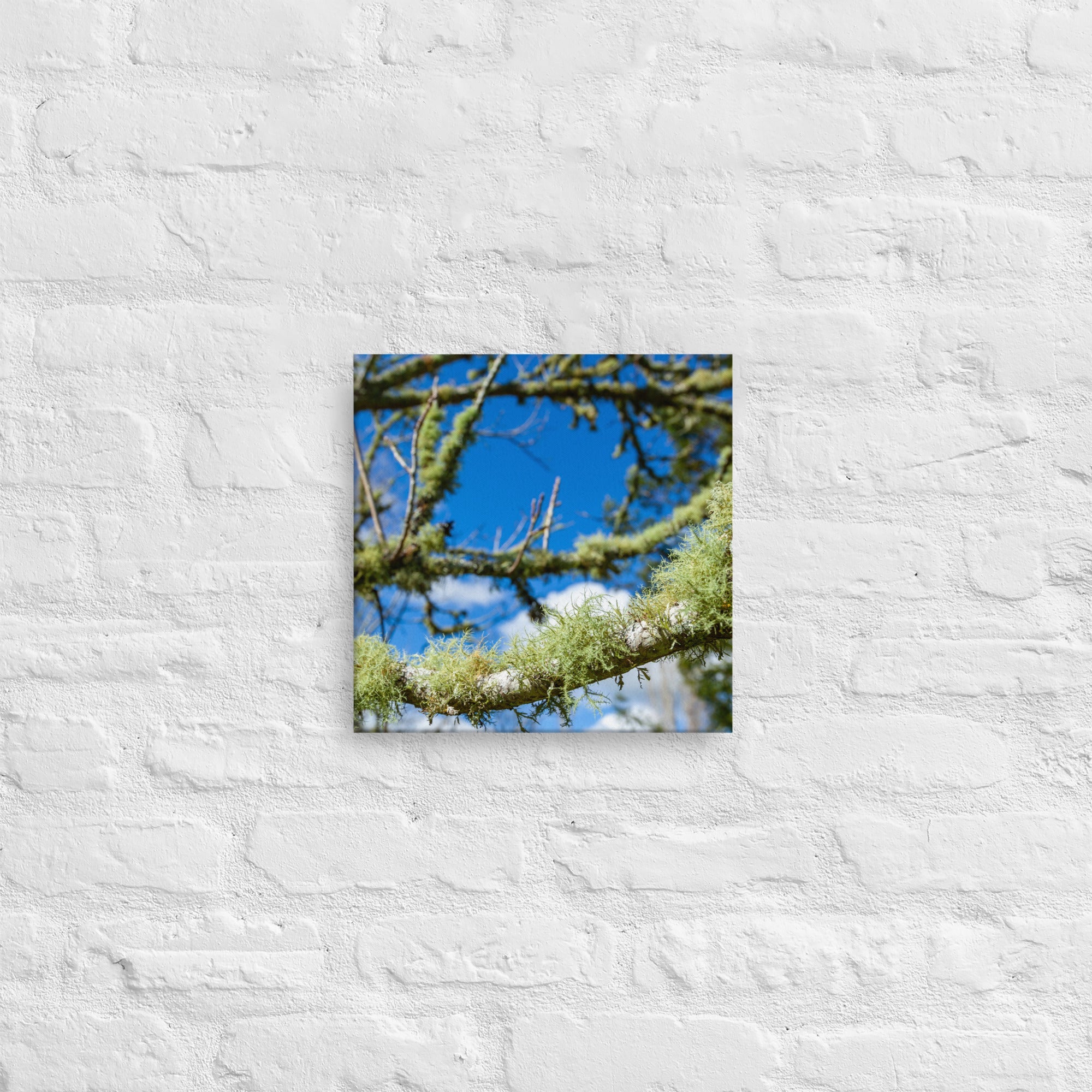 Matakohe Moss Thick Canvas Print