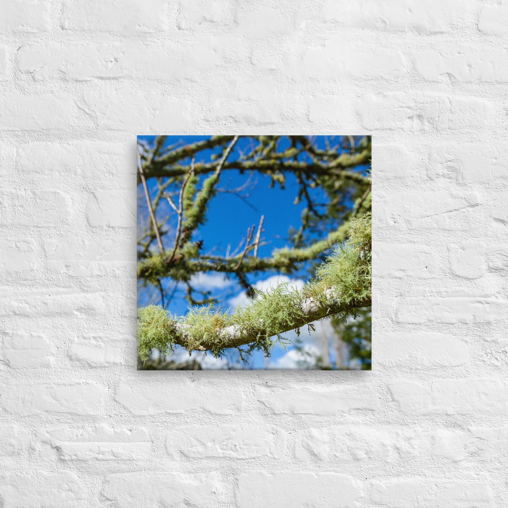 Matakohe Moss Thick Canvas Print