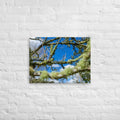 Matakohe Moss Thick Canvas Print