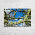 Matakohe Moss Thick Canvas Print