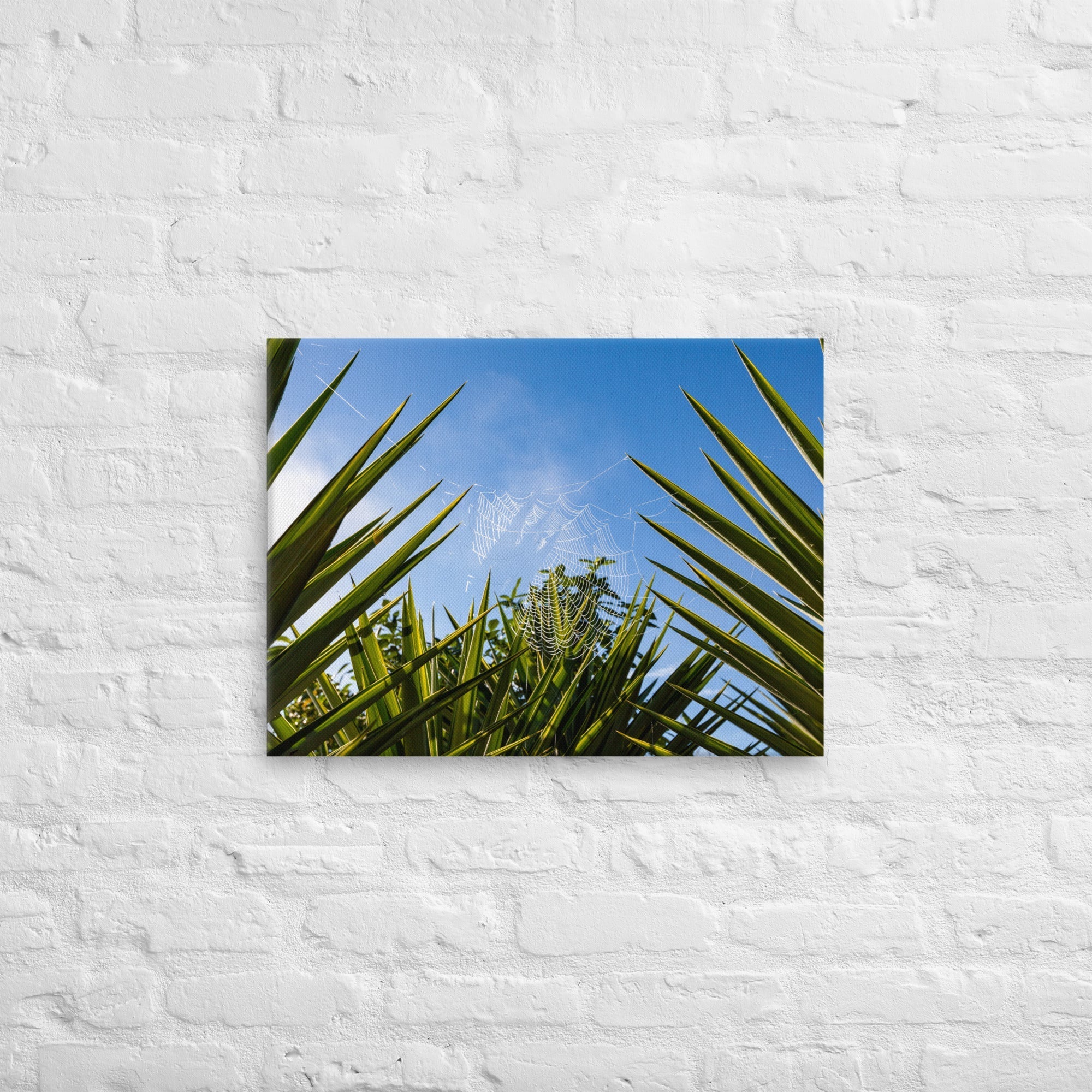 Matakohe Palm Web Thick Canvas Print