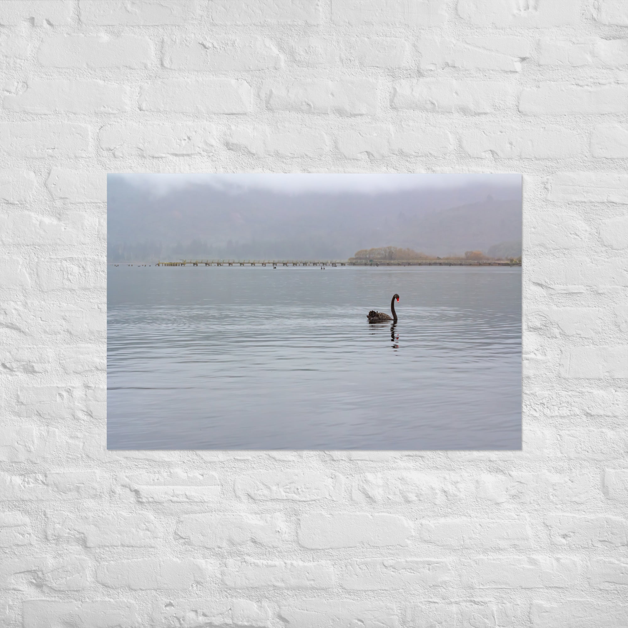 Turangi Swan Art Paper Poster