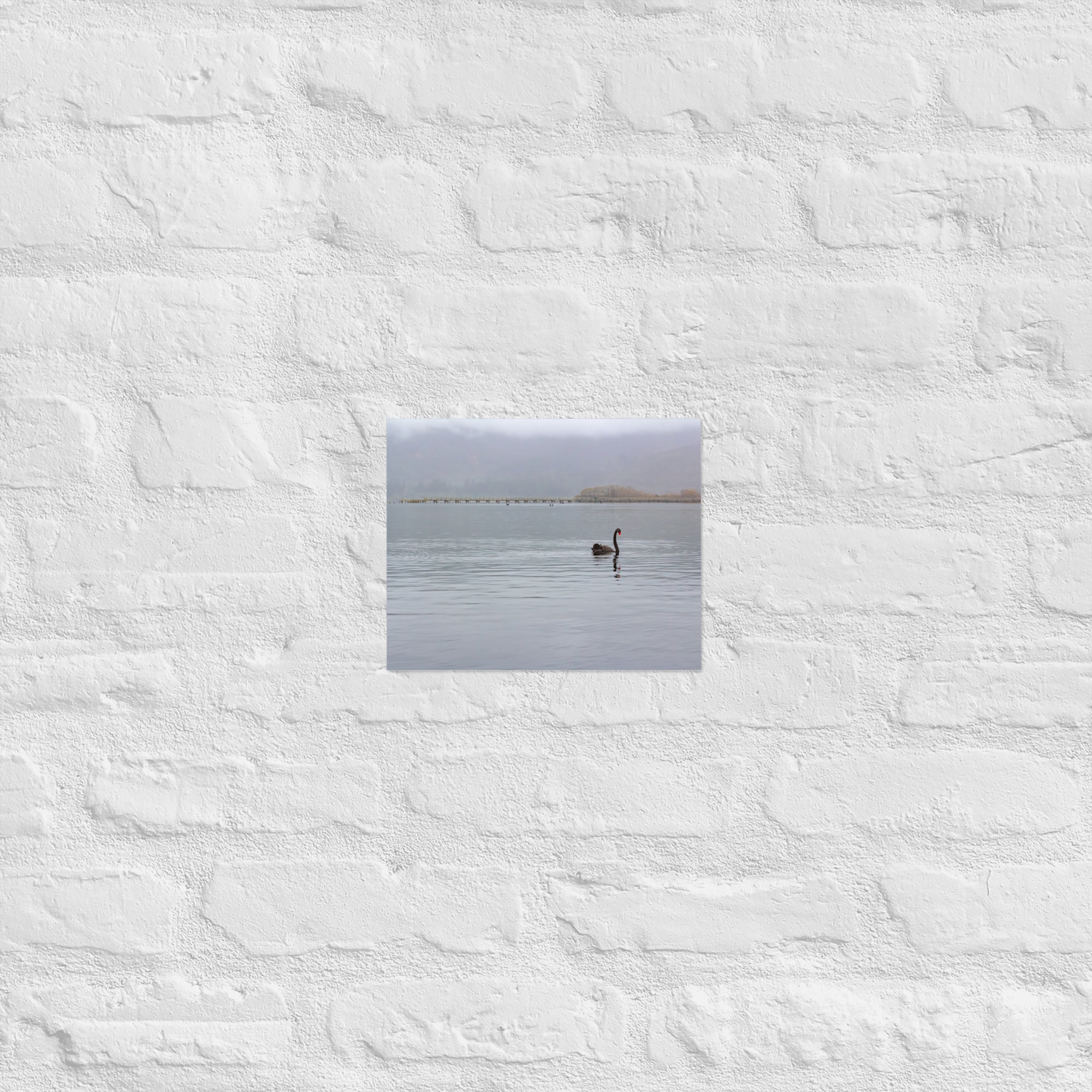 Turangi Swan Art Paper Poster