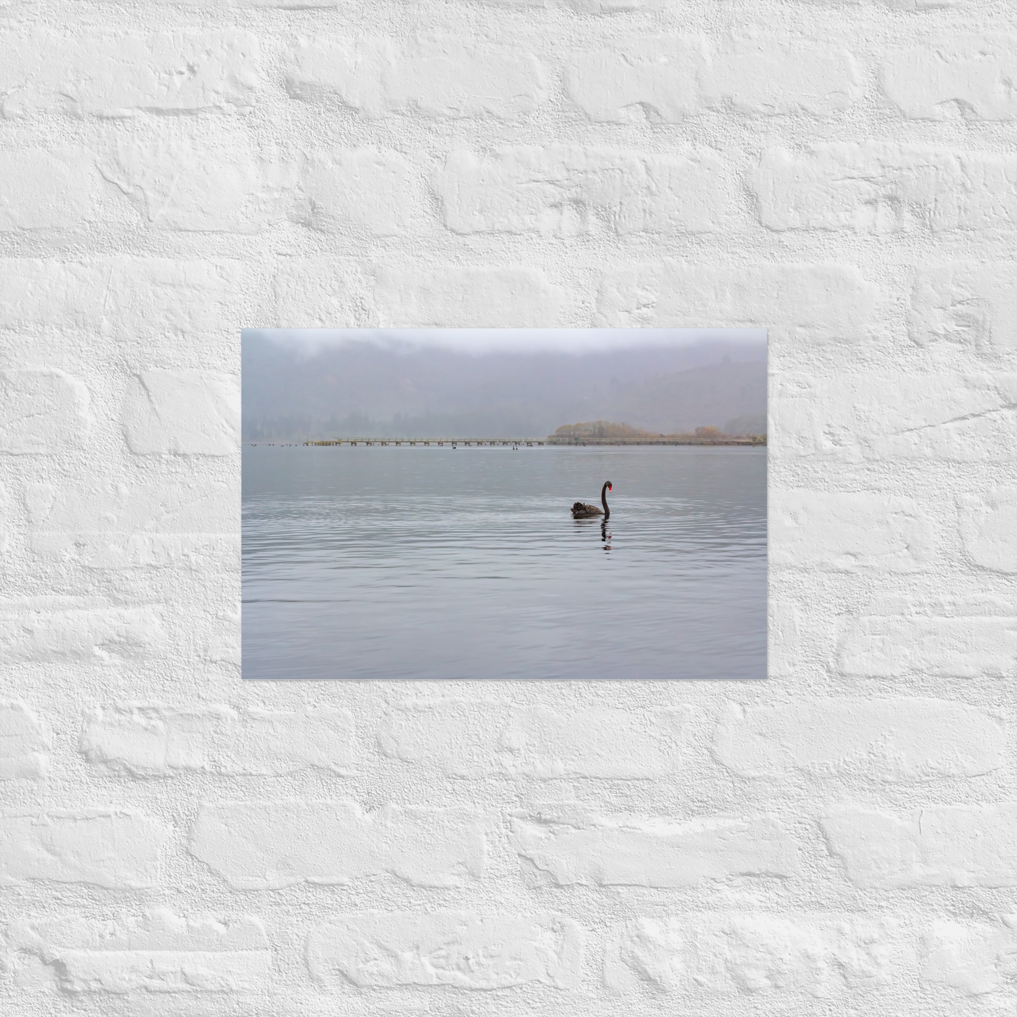 Turangi Swan Art Paper Poster