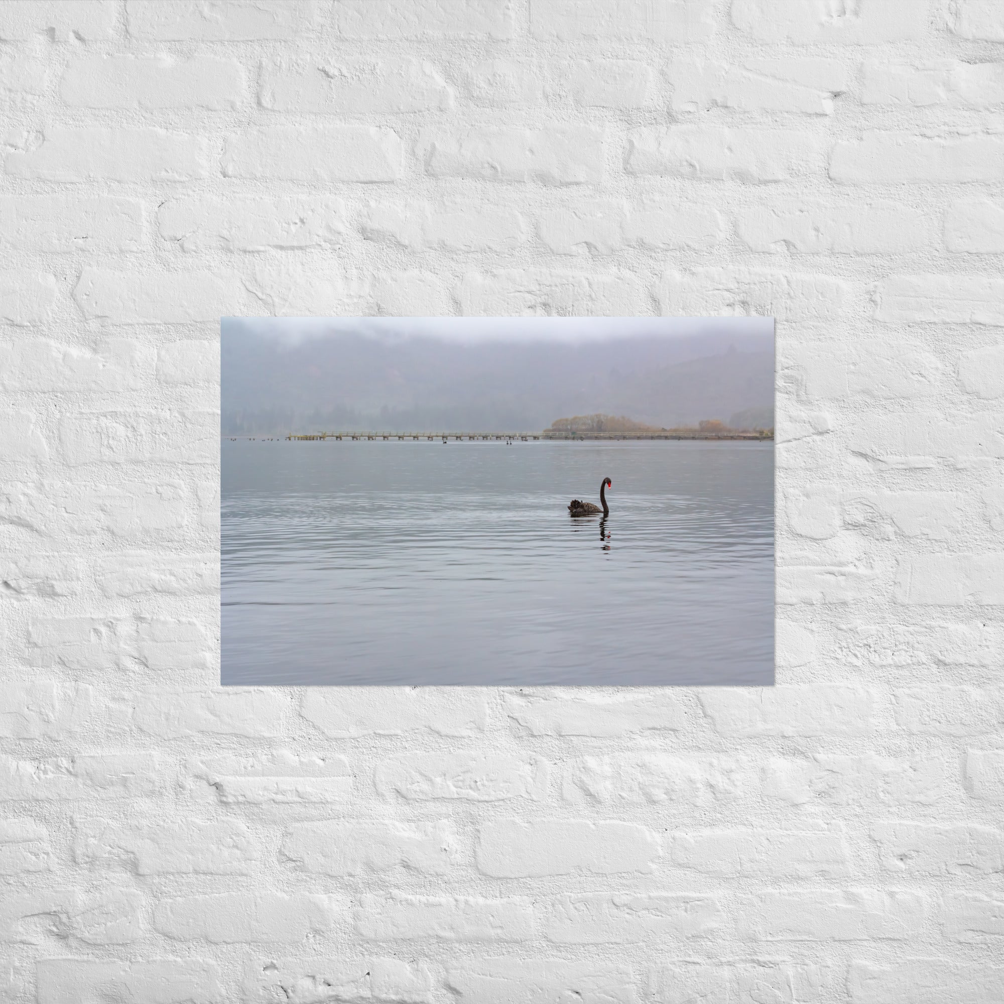 Turangi Swan Art Paper Poster